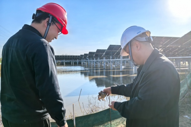 集團格式-圖為項目人員觀察螃蟹生長情況_副本